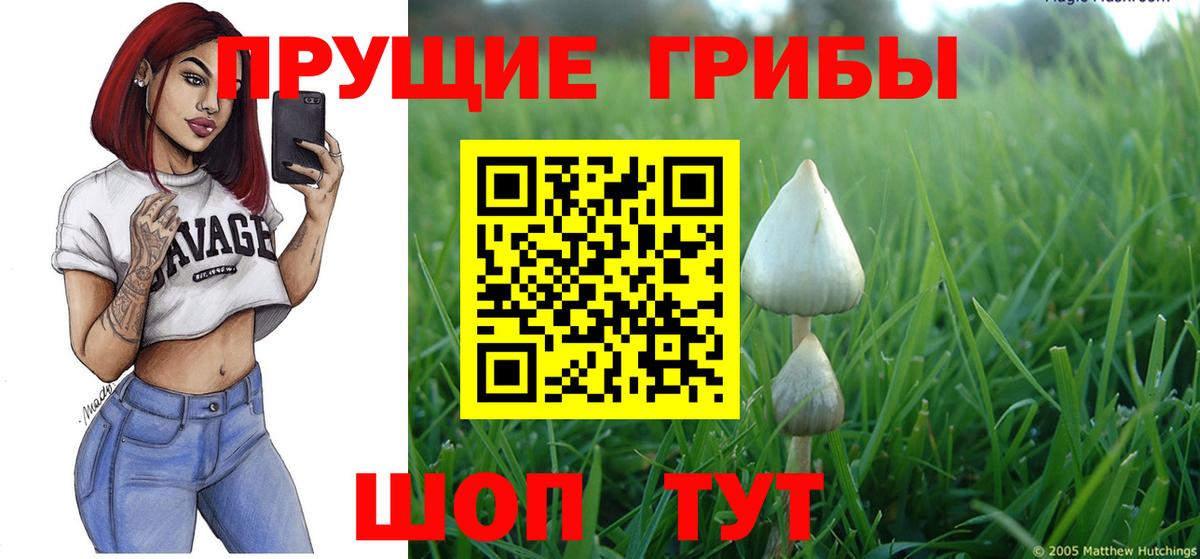 Галлюциногенные грибы Psilocybine cubensis Железноводск